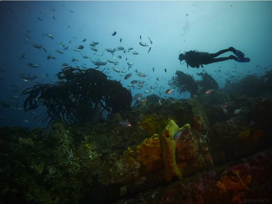 Buceo en Los Molles